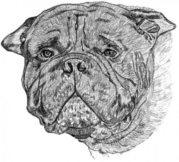 Old English Mastiff2