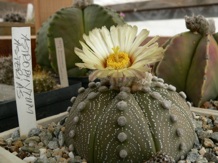 astrophytum_asterias - genul Astrophytum