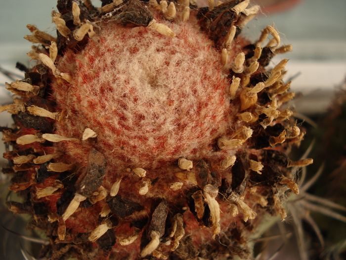 Melocactus