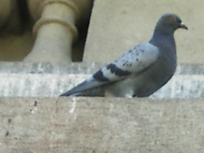 Picture 263 - 18c Bucuresti