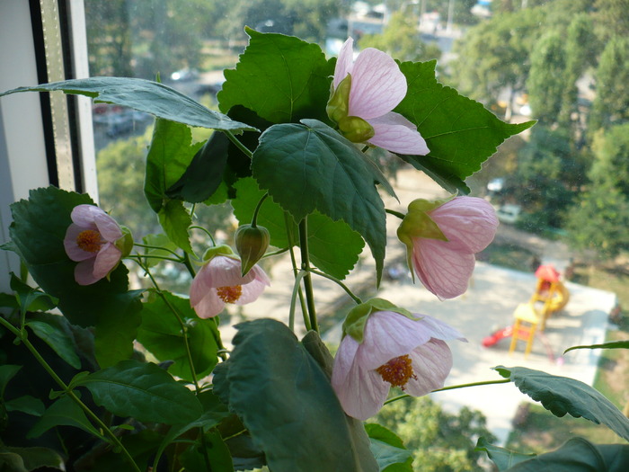 P1160207 - ABUTILONI