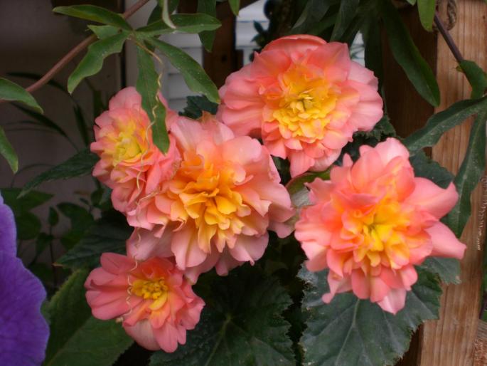 CIMG2853 - w 2007 florile mele