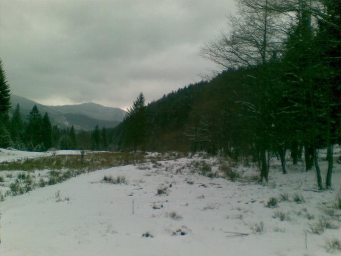 17012009(015) - vanatoare padure