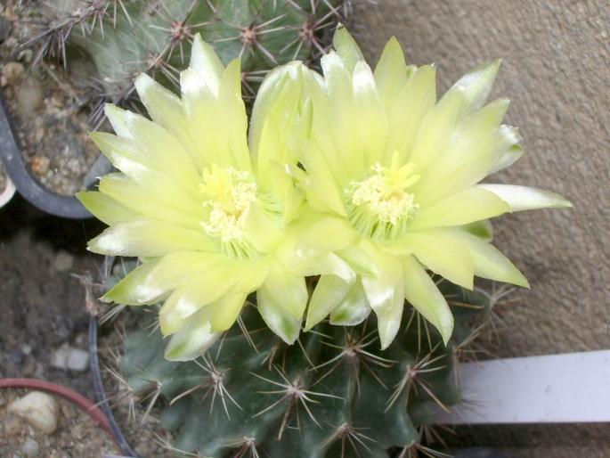 Hamatocactus setispinus v. flavibacatus - cactusi