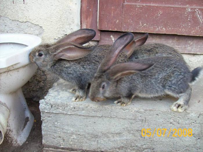 Picture 041 - poze iepuri