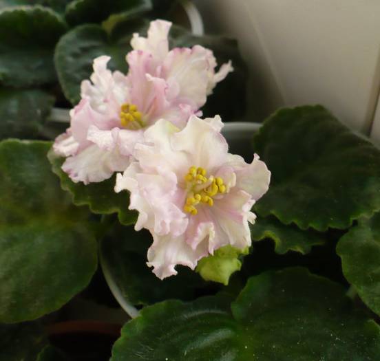 P1140628 - Saintpaulia - violete de camera