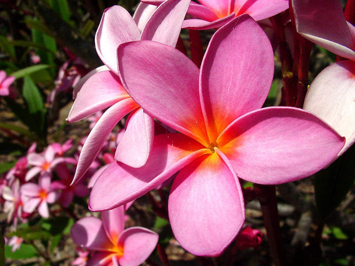 hawaian planeria pink q1 - Hawaiian Plumeria 1