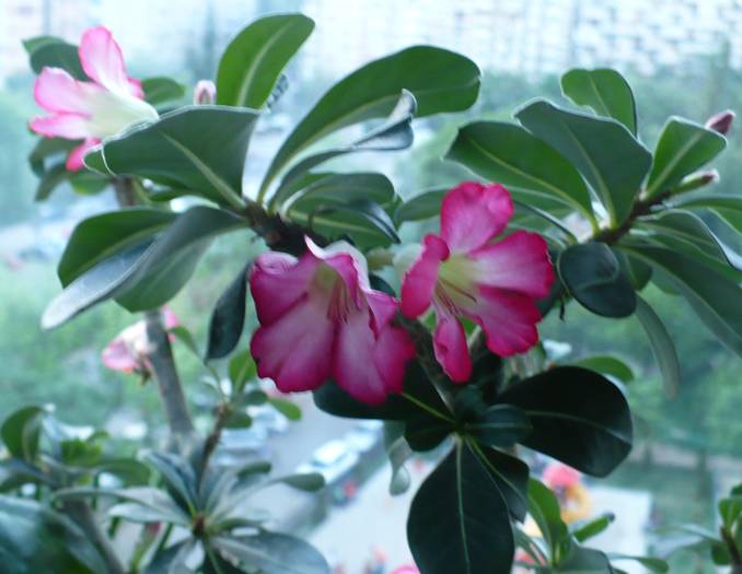 P1120243 - ADENIUM OBESUM