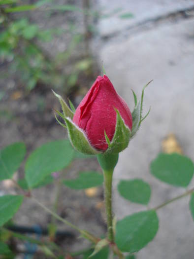 Rose Blaze (2009, May 20)