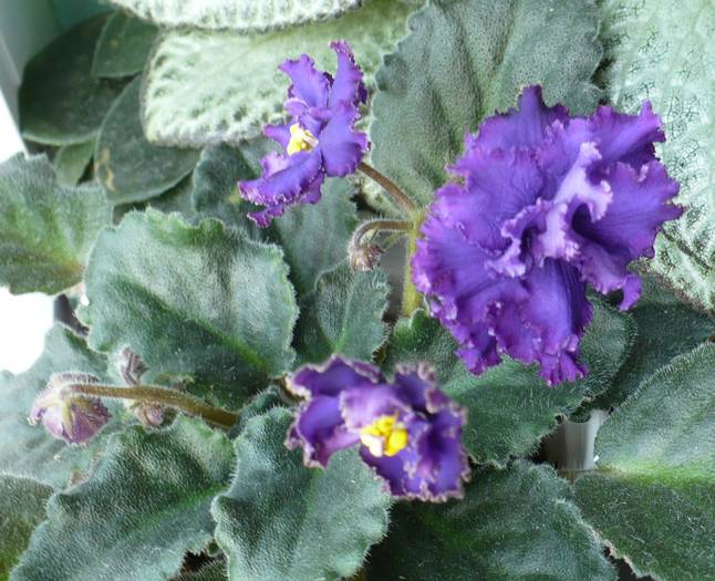 Ozio-sport - Saintpaulia - violete de camera