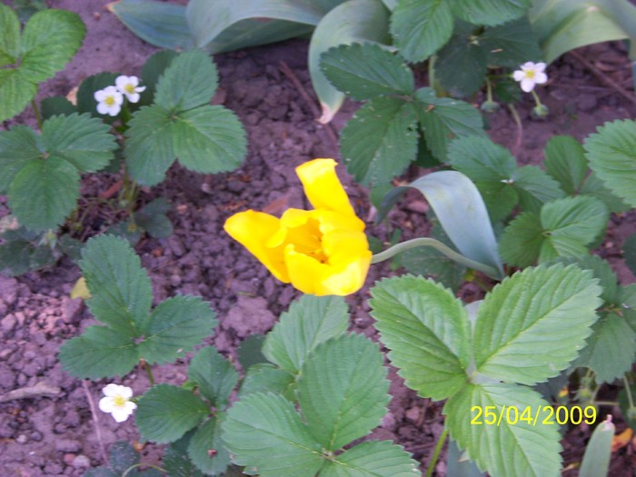 100_1172 - Primavara in curte  Timisoara