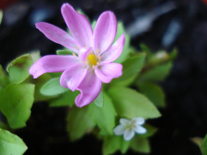 Aster nano (2009, September 12)