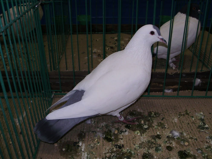 9405 thuringer schnippen 1 - 1507 partea 4