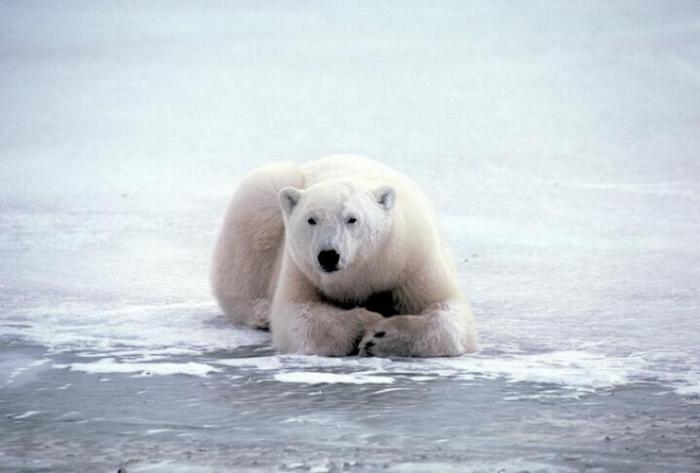 TCCZXQFIKZSDXEGGOHB[2] - poze animale