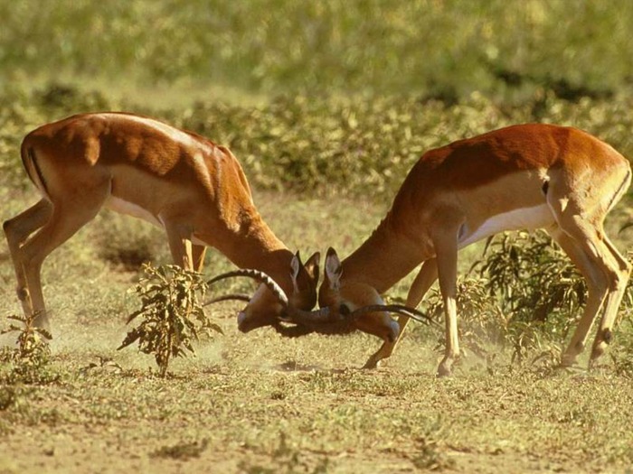 webshots1020 - Animale