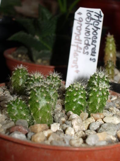 Rotation of IMGP8558 - Semanaturi - plante juvenile