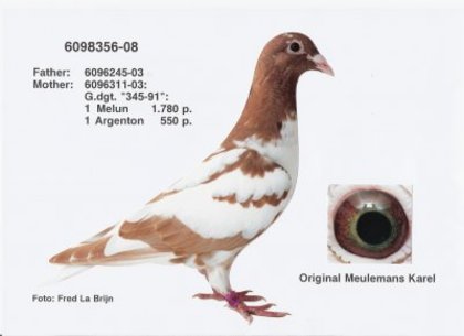 pigeons-karel meulemans-arendonk-BELGIA - meulemans karel -damen linda-arendonk-belgia