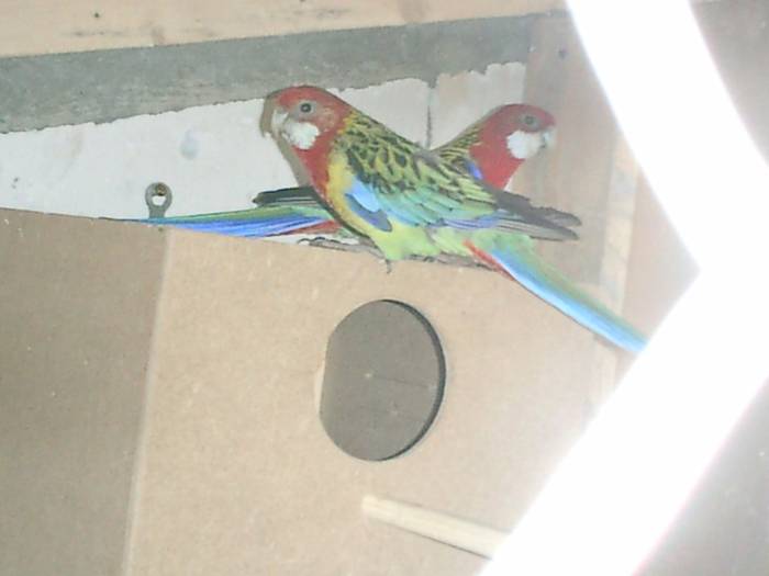 matca 1 - rosella minunata