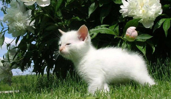 fotografias-gatos-peq