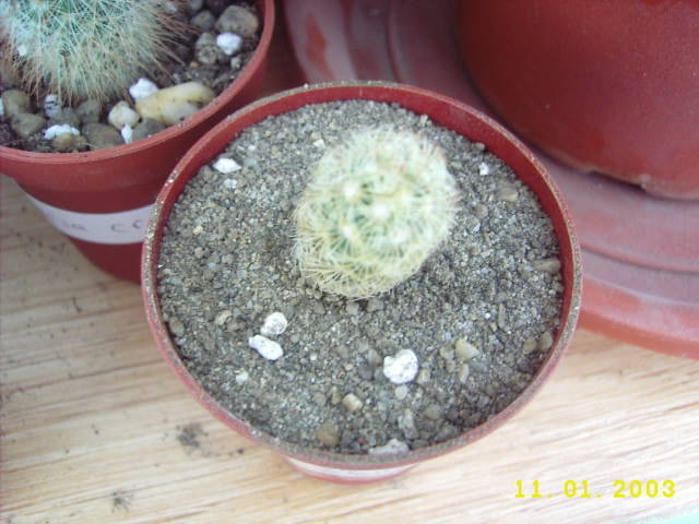 Mam.Elongata - Mammillaria