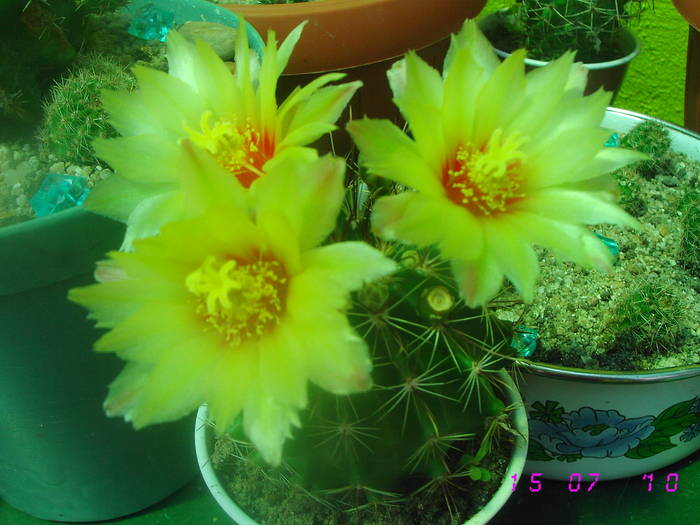 Hematocactus setispinus