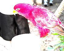 papagali