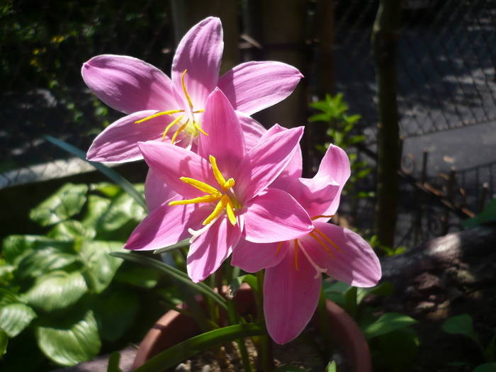 P1020433 - Flori