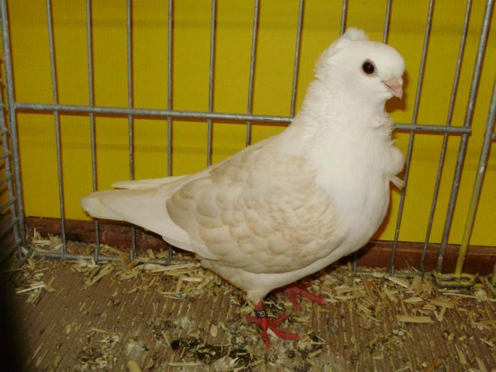 18493 ogo gelbgesaumt 1 - 1505 partea 6