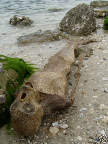 imagesmermaid-20carcas-small