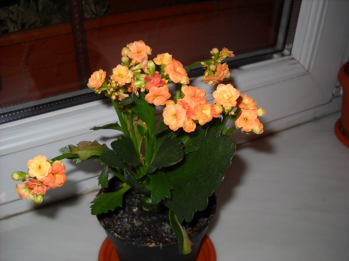 Kalanchoe - Plantele mele