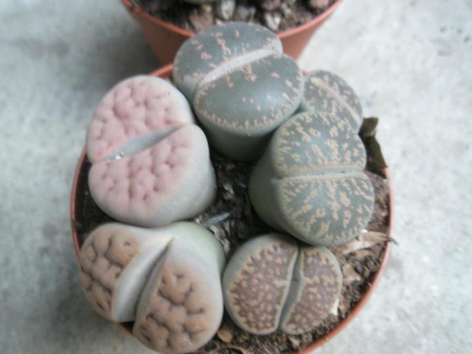 Lithops 2