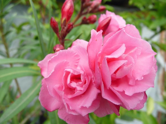 P1010040 - Gradina flori