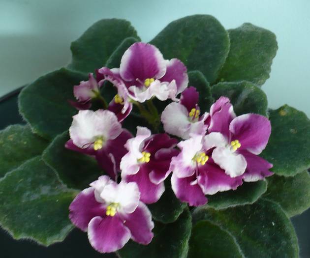 P1120730 - Saintpaulia - violete de camera