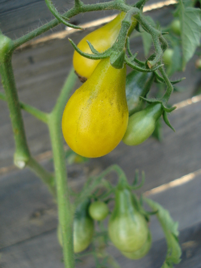 Tomato Yellow Pear (2009, Sep.14) - Tomato Yellow Pear