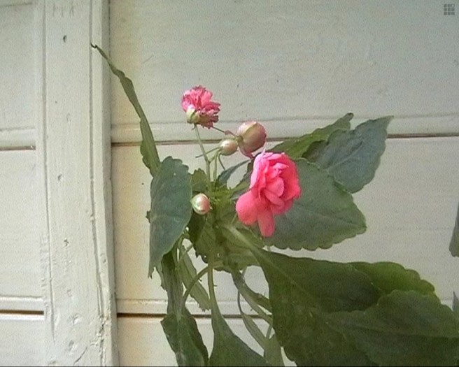 sporul casei - flori dragute