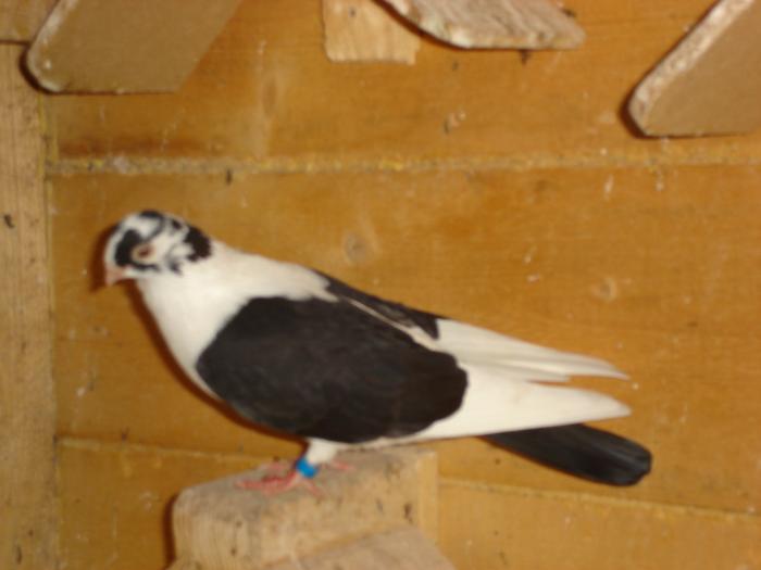 miu 335 - galateni poze noi