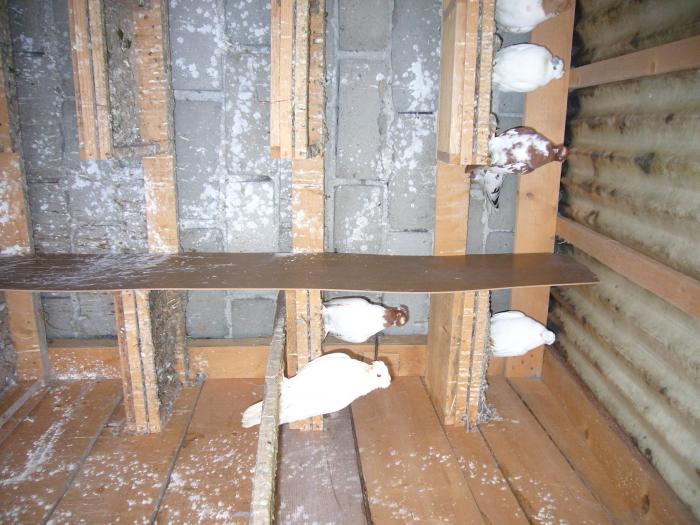 Picture 174 - volierele-15buc