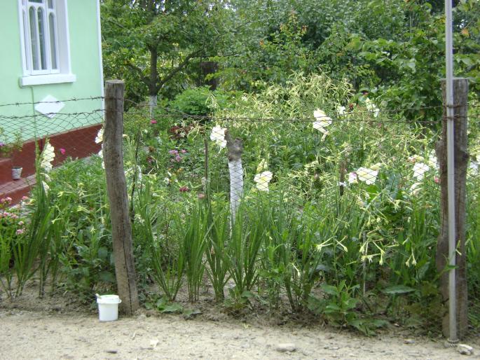 DSC08799