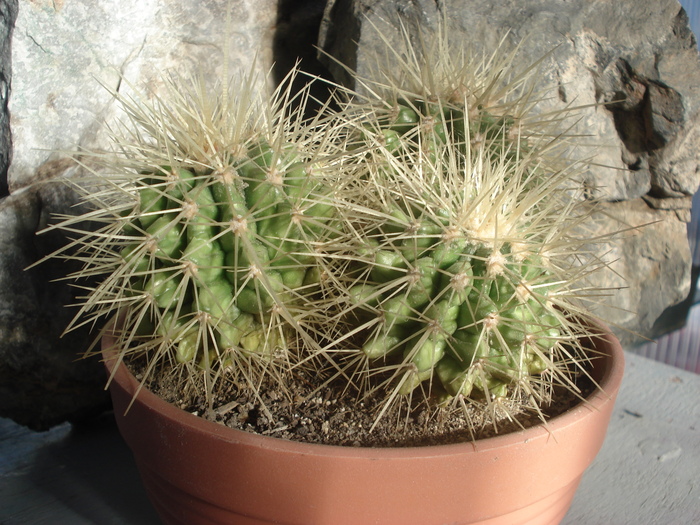 Echinocactus grusonii