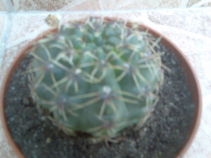 gymnocalycium baldianum - cactusi si suculente-2009