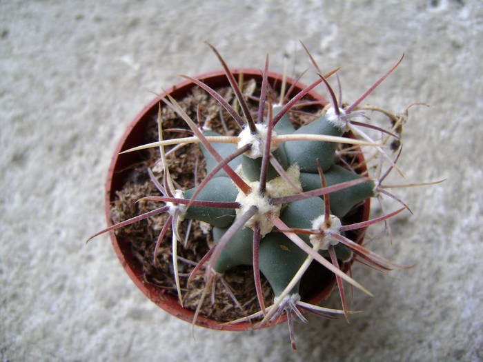 cactus necunoscut