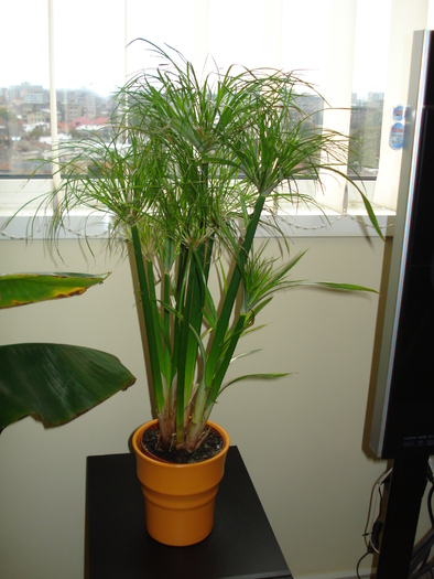 CYPERUS