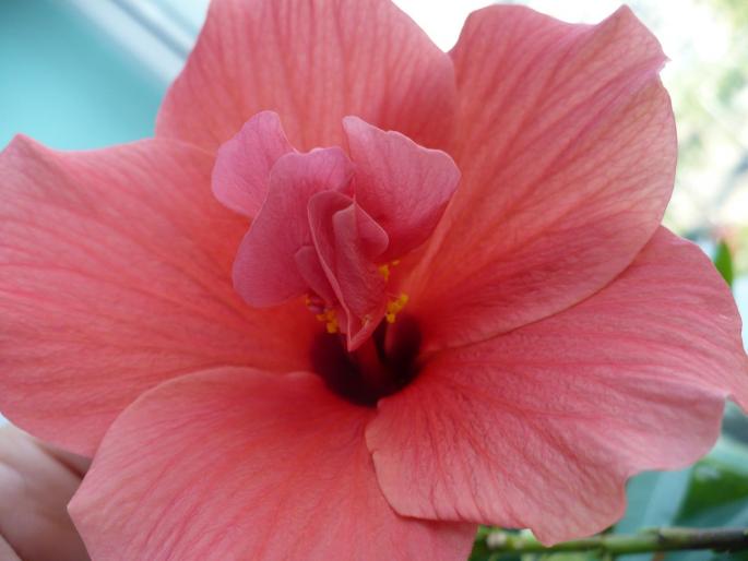 Cairo Red - Hibiscusi