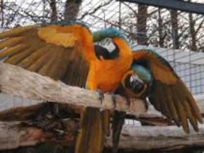 HGDMFTUTHTIWLJXNWHI - crescatoria de papagali de la tara
