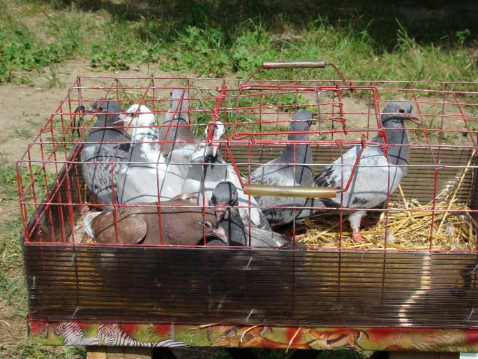 DSC00686 - 18-05-2008