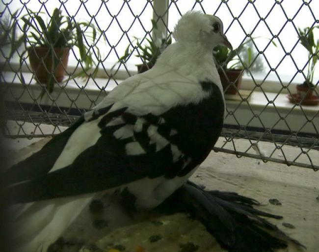 swallow black white bars crested