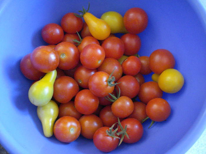 Sweet Million & Yellow Pear (09, Jul.28) - Tomato Yellow Pear