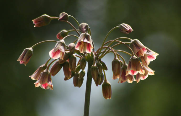 Nectaroscordum siculum - garden 2009