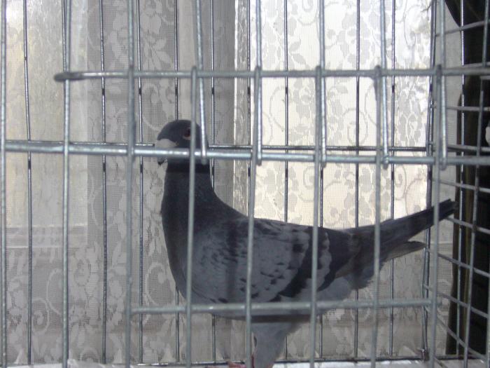 Picture 095 - Expozitia Columbofilia Traditie Si Pasiune din DOROHOI tinuta in perioada 15-20 februarie 2009