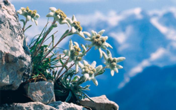 edelweiss_photo - plante si animale ocrotite de lege